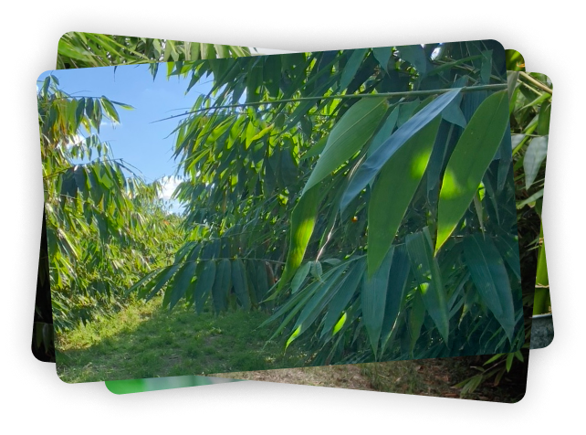 bamboo leaves