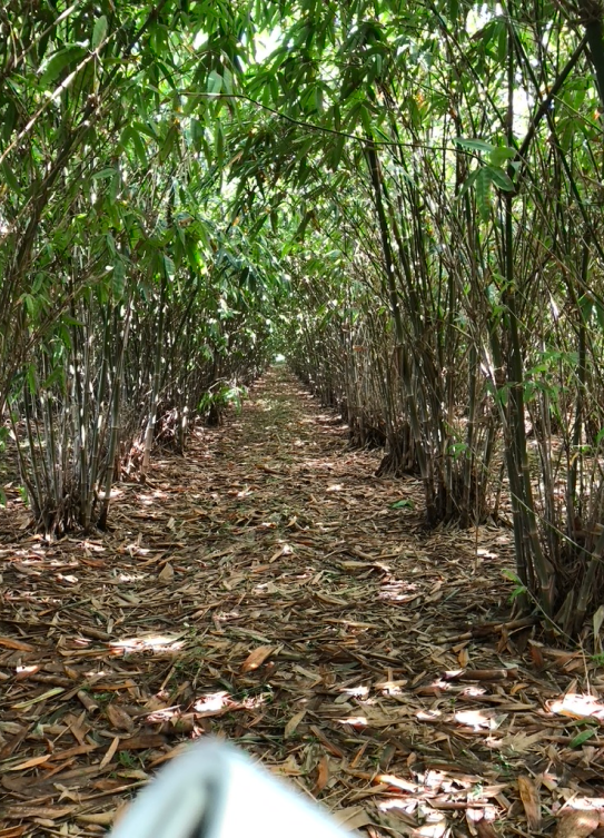 row of bamboo crops